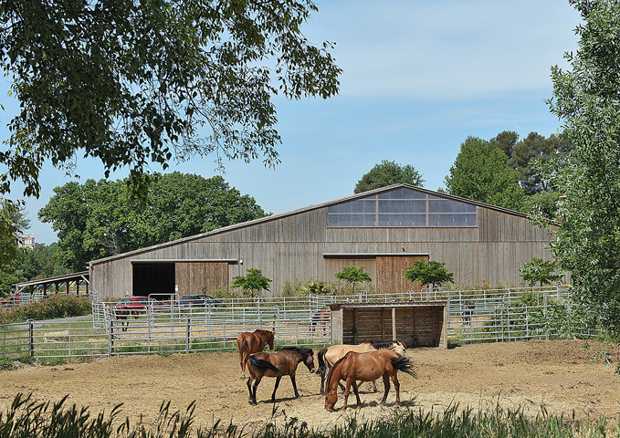 Chevaux du club