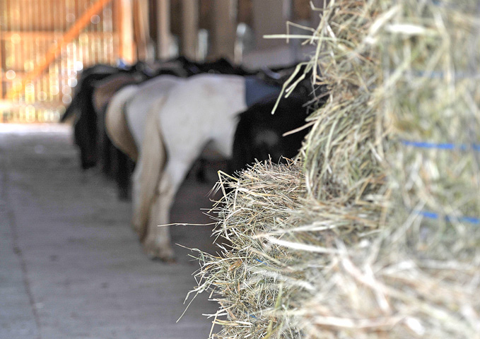 Poneys à l'attache