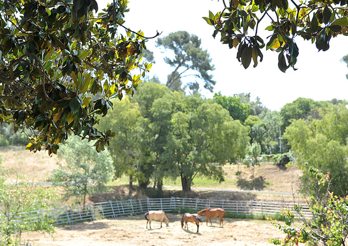 Chevaux du club