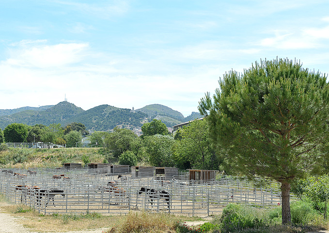 Paddock pour chevaux