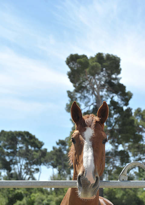 Cheval de propriétaire